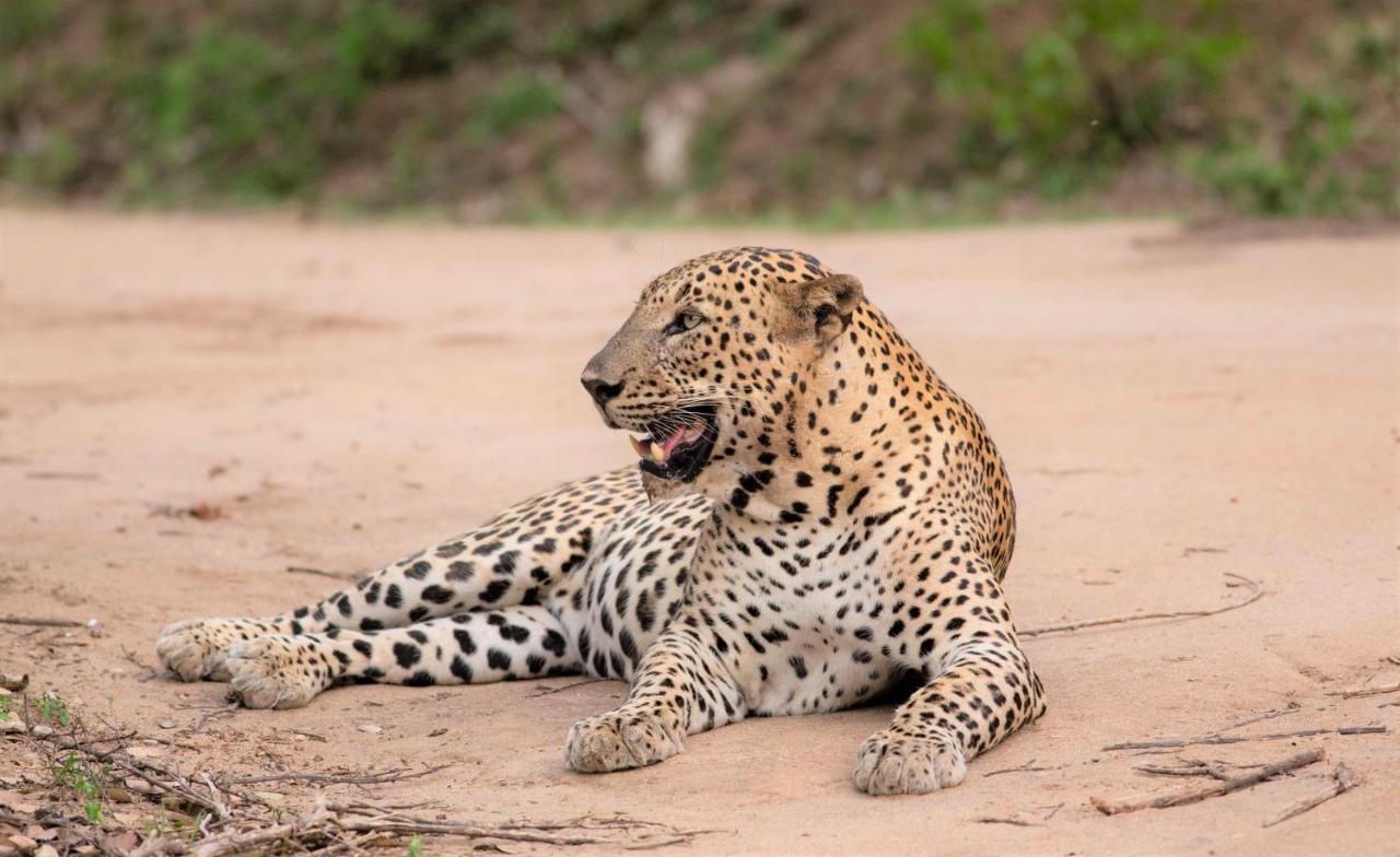 Makini Bush Camp, Yala Hotel Екстериор снимка